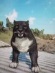 Legendary panther