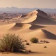 Desert