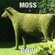 Moss cow