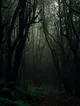 Lost in the Forest