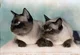 Siamese cat