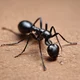 Ants 