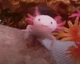 axolotl_3848748