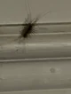 Centipede on ur wall