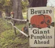 Pumpkin Patch