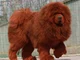 Huge Tibetan Mastiff