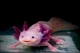 Axolotl