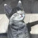 Gray kitten