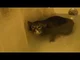 McLovin Cat