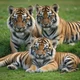 Tiger Cubs