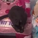 Creepy Piano Cat