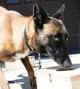 Police dog