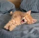 Orange Kitten 