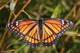 Viceroy Butterfly