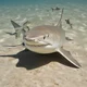 A Lemon Shark