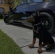 Doberman