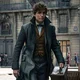 Newt scamander