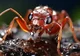 Fire ant