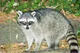 Raccoon
