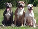 3 angry pitbulls 