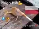 Polish Fish