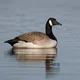 Talking Canada Goose