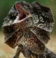 Frilled Lizard
