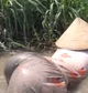 Vientamese Mudfisher