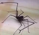 Whipspider