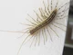 Giant centipede 