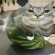 Cat on the melon