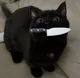 Kitten with a knife