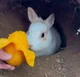 Conejito Comiendo 