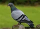 pigeon