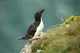 Razorbill Chick