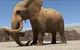 Elephant vore