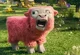 Pink Sheep