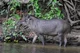 Lowland Tapir