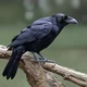 Ravens