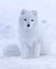 Arctic Fox