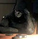 Simon Ghost Riley