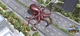 Giant octopus 