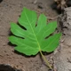 Leaf