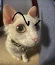 Sigma cat