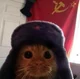 Soviet Union cat