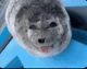 seal