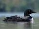 Common Loon