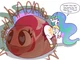 Celestia ABDL