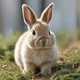 small bunny