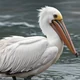Pelican